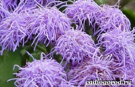 Ageratum цвете