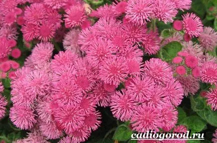 floare Ageratum