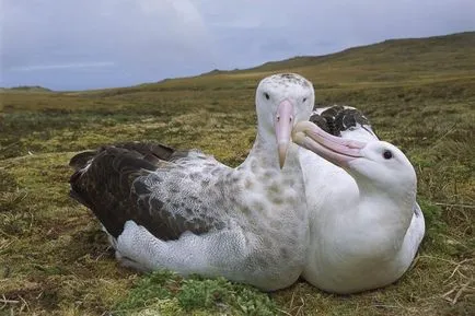 Albatros (Diomedea) de reproducere, fotografii, fapte interesante