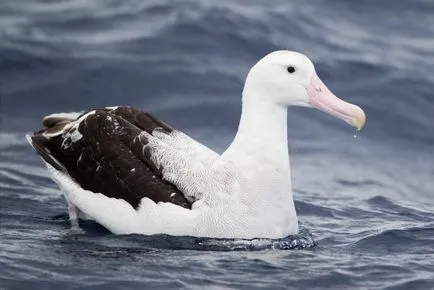 Albatros (Diomedea) de reproducere, fotografii, fapte interesante