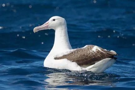 Albatros (Diomedea) de reproducere, fotografii, fapte interesante