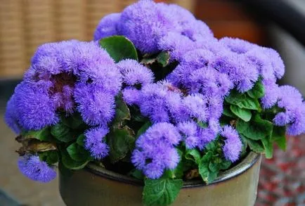 Ageratum засаждане и грижи, отглеждане, размножаване, пресаждане, подрязване, вид, сорт, машини, съоръжения снимка