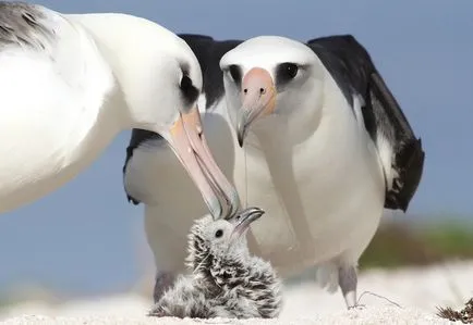 Albatros (Diomedea) de reproducere, fotografii, fapte interesante