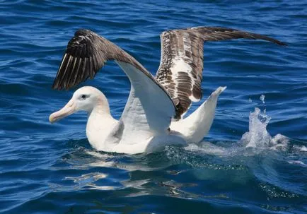 Albatros (Diomedea) de reproducere, fotografii, fapte interesante