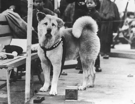 Акита Inu снимка, описание порода, естеството на японската кучета, тегло, височина, цена