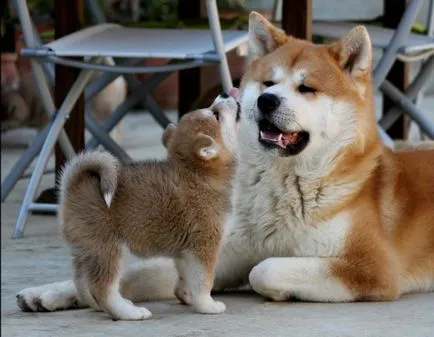 Akita Inu fotó, fajta leírás, a természet a japán kutyák, súly, magasság, ár