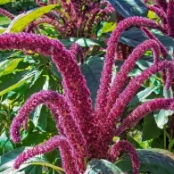 Amaranth cu coadă cultivarea și în special de îngrijire, de plantare gradina