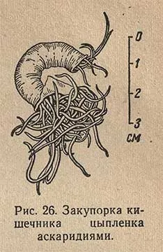 Askaridioze csirkék - morfológiáját és a biológia a patogén, patogenezisében, diagnosztizálása, kezelése és megelőzése