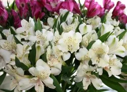 Alstroemeria ültetés és ápolás 1