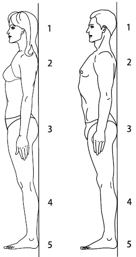 Anatomiyaprakticheskaya munka № 7