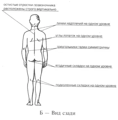 Anatomiyaprakticheskaya munka № 7