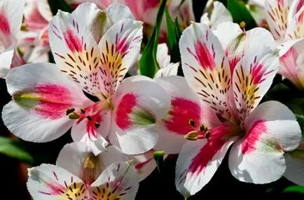 Alstroemeria, gyümölcsös és kert