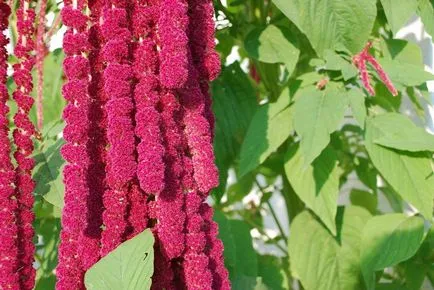 Amaranth farkú termesztés és különösen az ellátás, gazdagon berendezett kert