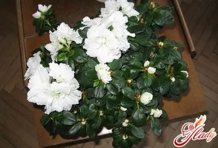 Azalea грижи и основни правила за съдържание