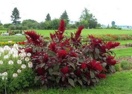 Amaranth (29 fotó) színes növények, növekvő farok, háromszínű, a virág a szemcsés
