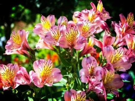 Alstroemeria, livada si gradina