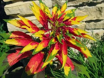 Амарант (29 снимки) цветни растения, отглеждането на опашка, трицветна, цвета на paniculate