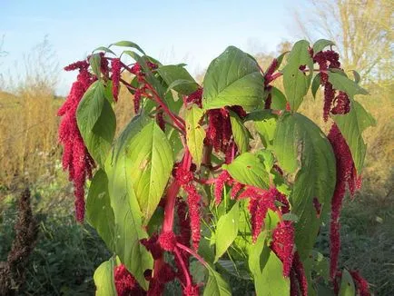 Amaranth (29 fotó) színes növények, növekvő farok, háromszínű, a virág a szemcsés