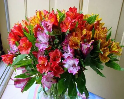 Descriere Alstroemeria, soiuri, caracteristici de reproducere, de plantare și întreținere, asociere cu alte