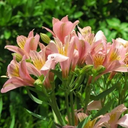 Alstroemeria, livada si gradina