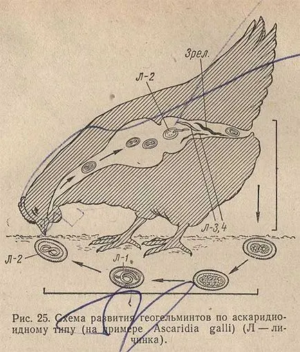 Askaridioze csirkék - morfológiáját és a biológia a patogén, patogenezisében, diagnosztizálása, kezelése és megelőzése