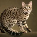 Bengáli macska betegség felnőtt és kölyök