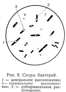 Bacteriile - cele mai vechi organisme care există în natură