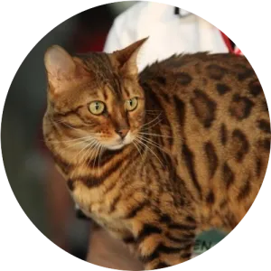 Бенгалия котка, описание порода, снимки, къде да се купуват, котки отбелязва от опитен ветеринар