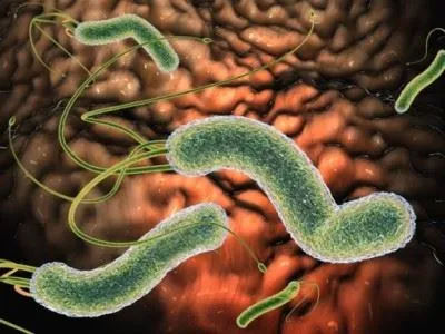 A Helicobacter pylori baktérium kezelése felnőttek és gyermekek antibiotikumok és népi jogorvoslati