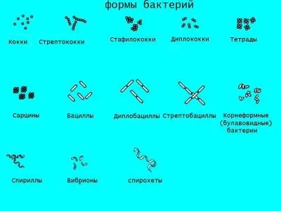 Бактерии - най-древните организми, които съществуват в природата