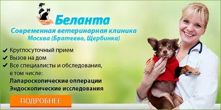 Бенгалия котешки очи ветеринарен лекар - блог ветеринари - belanta