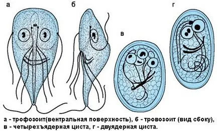 frunze de mesteacăn de Giardia