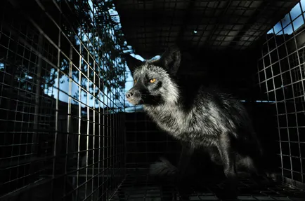 Planul de afaceri pentru creșterea de vulpe argintie în țară, de afaceri în vulpi de reproducție chernoburoy