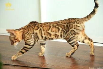 Бенгалия котка на достъпна цена, купи Бенгалия котка в Челябинск в развъдника на бенгалски котки