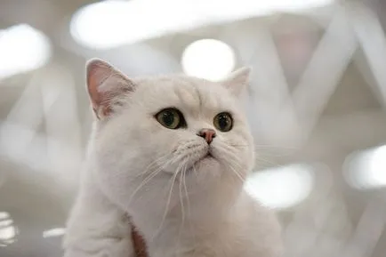 Бяла Британска котка - снимки, описание порода, характер