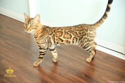 Бенгалия котка на достъпна цена, купи Бенгалия котка в Челябинск в развъдника на бенгалски котки
