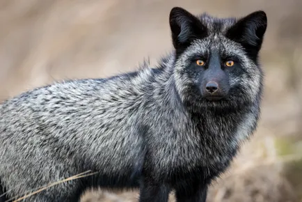 Az üzleti terv a tenyésztés ezüst róka az országban, az üzleti tenyésztési rókák chernoburoy