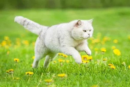 Pisica Alb britanic - fotografii, descriere rasa, caracter