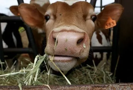 Dairy farm üzleti terv