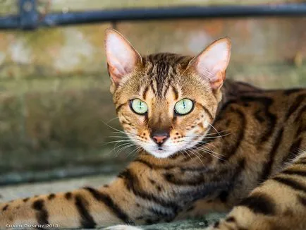 Bengal ochi de pisica medic veterinar - blog veterinarii - belanta