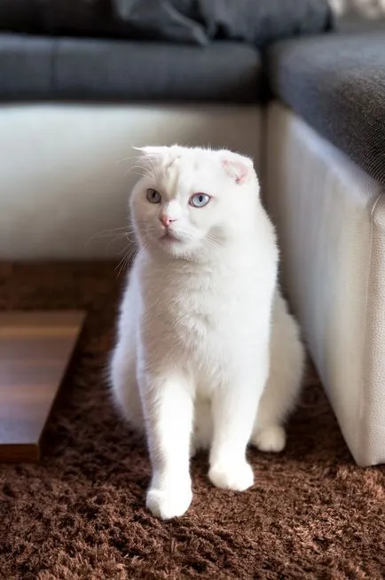 Бяла Британска котка - снимки, описание порода, характер