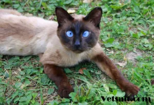 Заболявания на сиамски котки - ветеринарен сайт