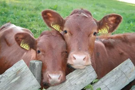Заболявания, които провокират избор пяна ISO крави устата