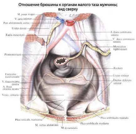 човешкото перитонеума, коремни анатомия, структура, функции, снимки, EUROLAB