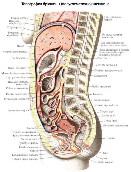 peritoneu umană, anatomia abdominală, structura, funcțiile, imagini, EUROLAB