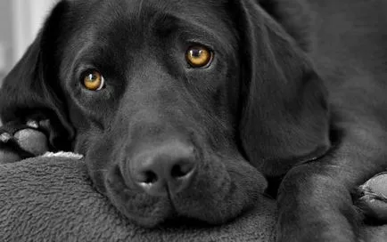 Negru Labrador - prietenii loiali și asistenți de încredere
