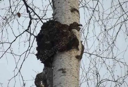 Chaga nyír