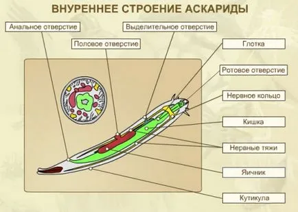 Детски глист път инфекции и локализация на паразита