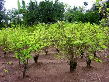 Ce este aceasta planta de coca arbustului de coca care crește descriere