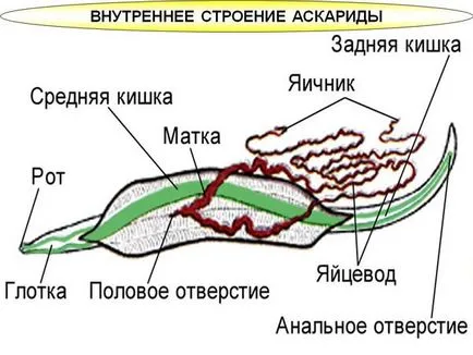 Structura Ascaris lumbricoides, sisteme, produse alimentare și ouă